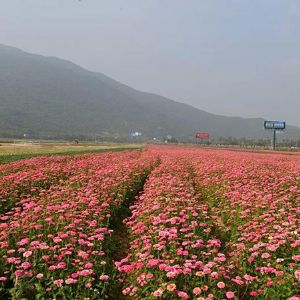 花卉行业如何充分利用信息技术手段，提高企业和花农效益