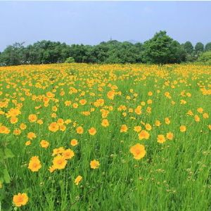 金鸡菊花海