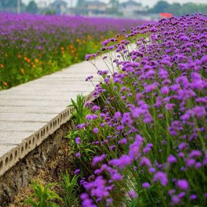 马鞭草花海