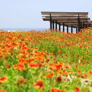 天人菊花海