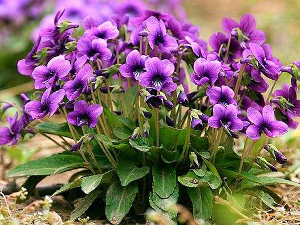 紫花地丁.jpg